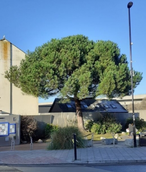 Italian Umbrella tree showing the raised canopy.