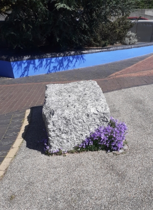 Photo of purple campanula at base of granite boulder in the 